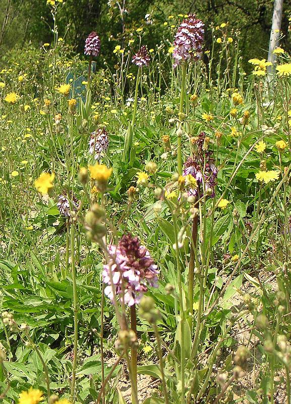 Spring - Orchids in the Field